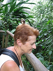 103 Kuranda Butterfly Sanctuary